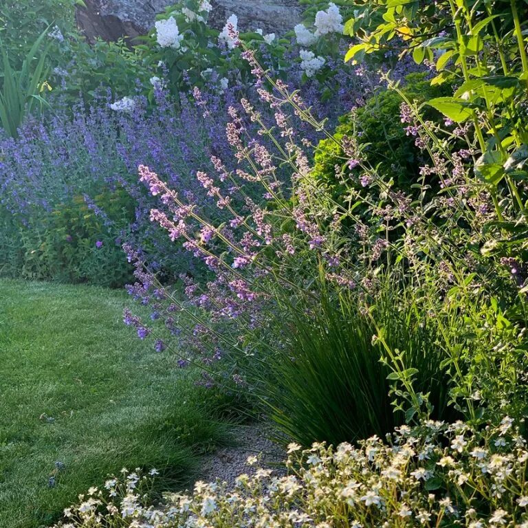 Six hills giant. Six hills giant. Котовник фассена хиллс гиант. Котовник faassenii six hills giant. Котовник фассена (nepeta faassenii).