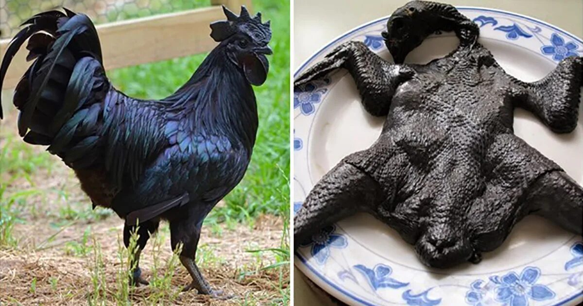 Черная курица сколько. Аям Цемани порода. Аям Цемани - черное мясо. Черные куры Аям Цемани.