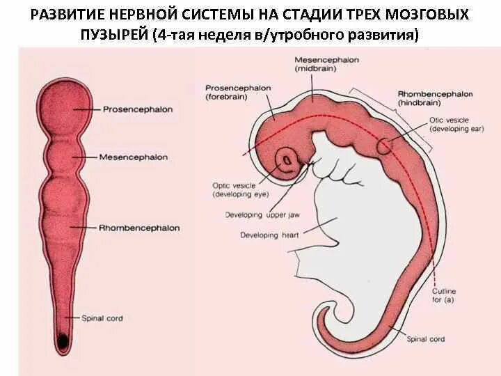 3 пузыря мозга. Онтогенез нервной системы (3 мозгового пузыря, 5 мозговых пузырей).. Развитие отделов головного мозга стадия трех пузырей. Стадии трех и пяти мозговых пузырей. Стадии формирования мозговых пузырей.