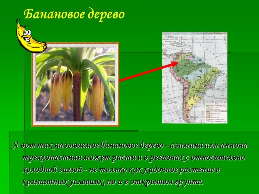 Растения Южной Америки презентация. Местные растения в Южной Америке. Растения Южной Америки список. Южная Америка растения слайд. Виды растений в южной америке