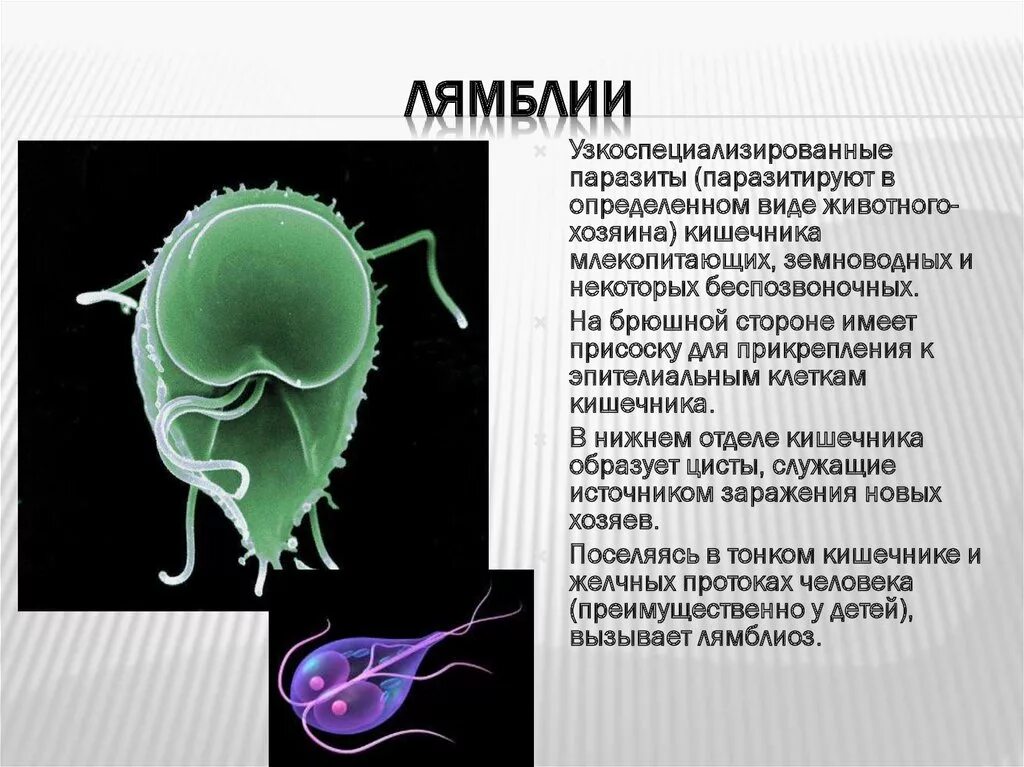 Лямблия паразит биология. Лямблии и балантидии.. Паразитические простейшие лямблии. Гиардия лямблия. Инфекции вызванные простейшими