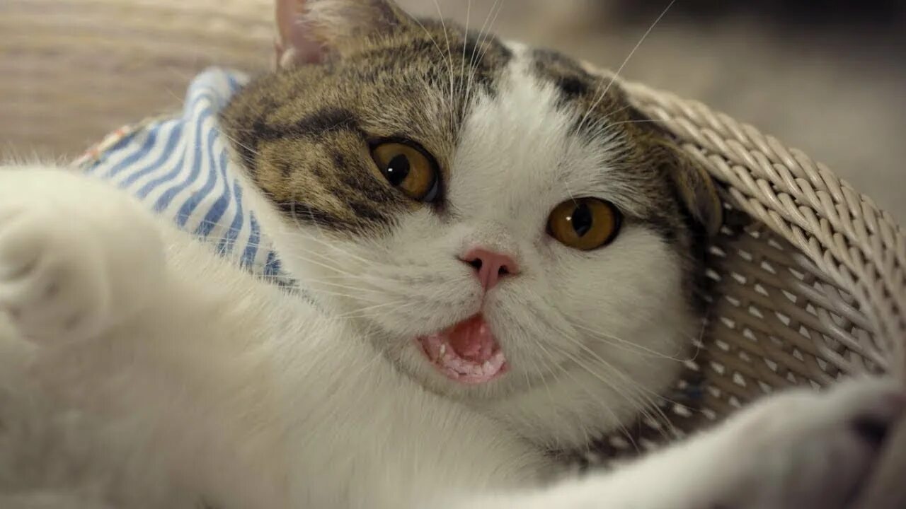 Мир котик. Мир котов. кот миру бо. милые котики врачи. миру мир котик.
