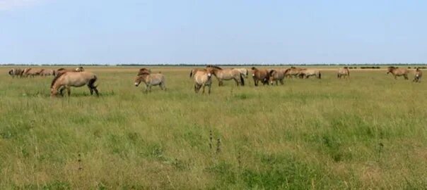 Аскания нова сейчас. Херсон аскания нова заповедник. Аскания нова заповедная степь. Аскания-нова заповедник животные. Аскании род.