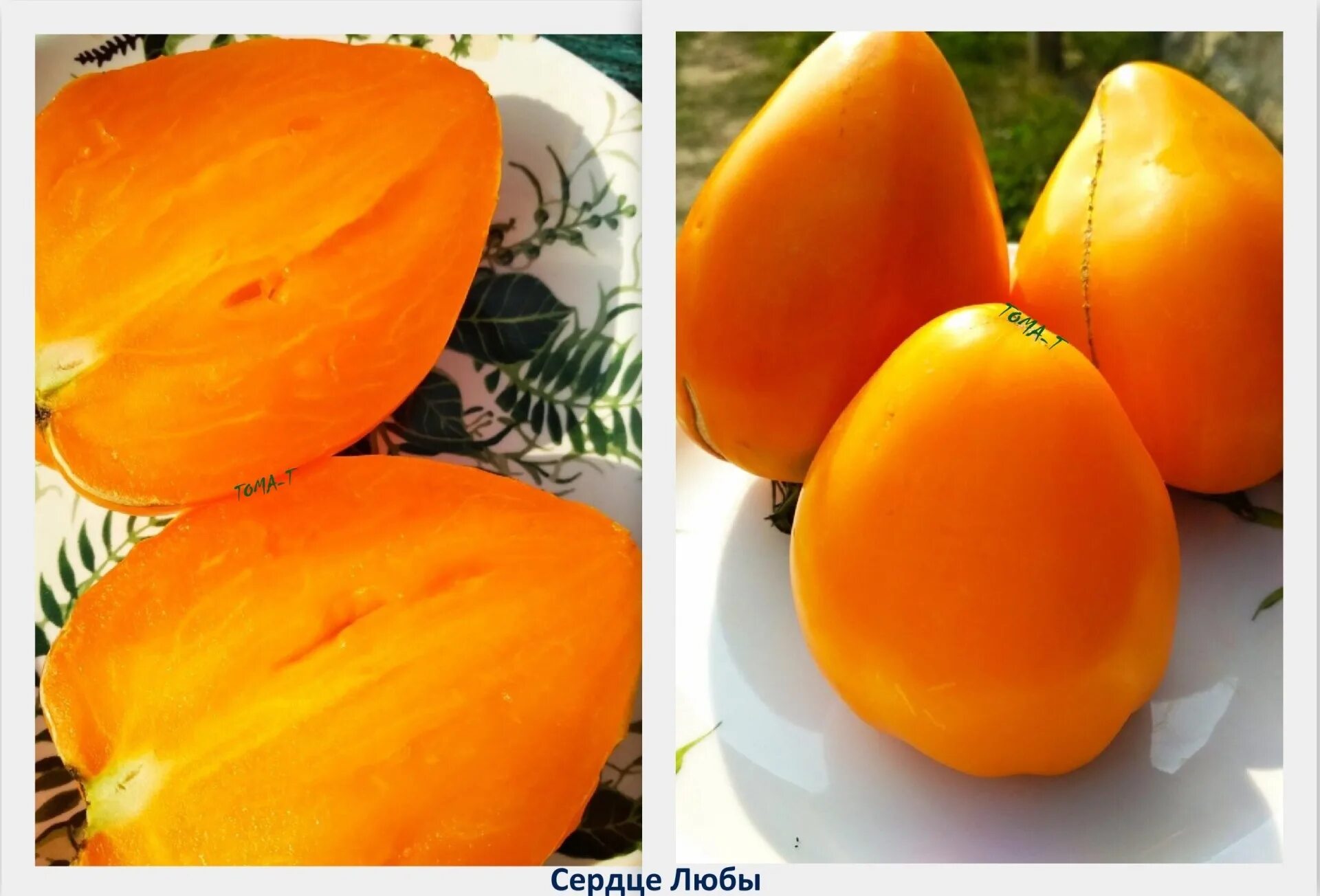томат оранжевое сердце. аэлита томат верность f1. томат сердце любы желтое. семена помидор для теплиц высокорослые для сибири алтая. томат сердца трех, смесь.
