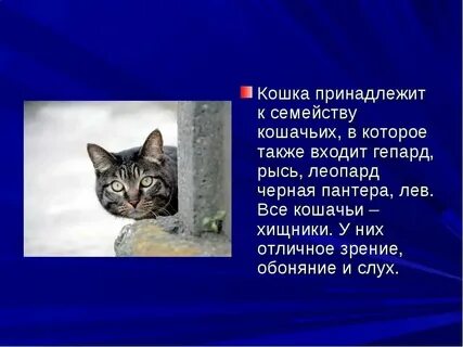Слова относящиеся к кошкам