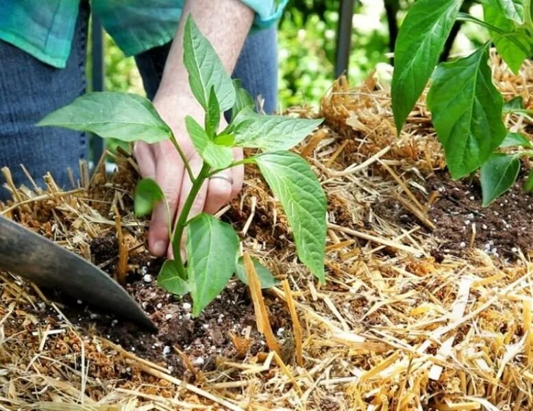 Перец в открытом грунте. Посадка перца. Какую почву любит перец. Выращивание перца в открытом грунте.