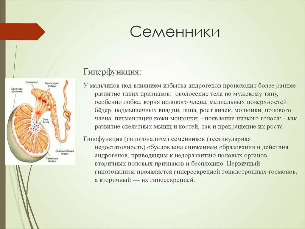 Мужские половые железы семенники. Семенники строение и гормоны. Семенники и яички гормоны это. Гиперфункция яичек. Семенники гиперфункция.