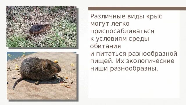 В какой среде обитания живет мышь. Обитание крыс. среда обитания грызунов. среда обитания крысы серой. крысы в естественной среде обитания.
