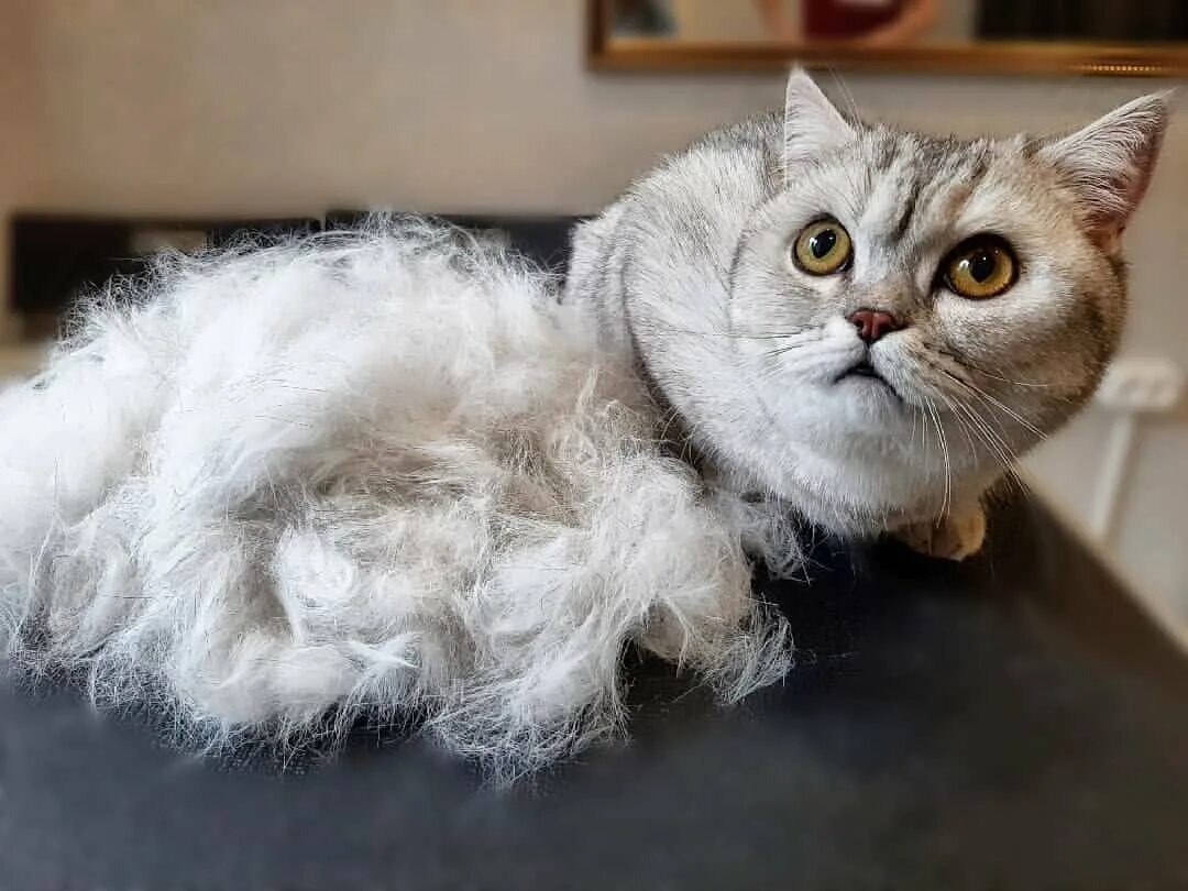 Cat Hairfall Solution full Detail Video by @ARBINA'S PERSIAN CATTERY - YouTube