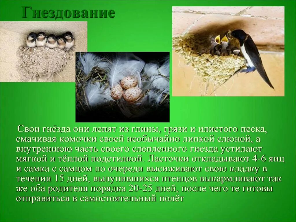 Весной для гнездования зимовок возвращаются такие птицы