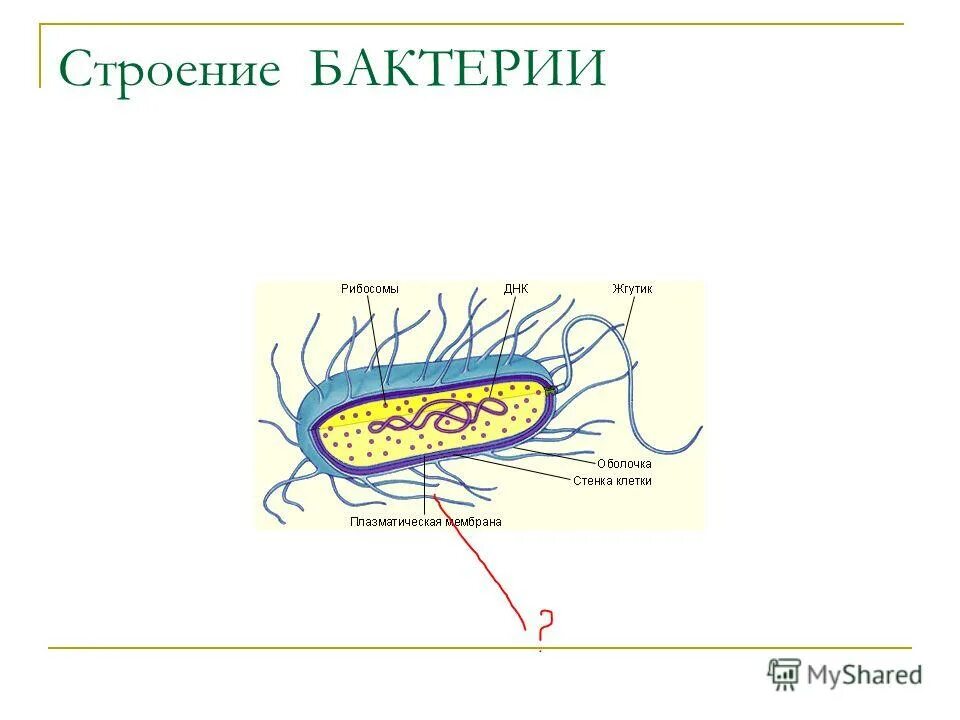 Лабораторная работа строение бактерий. Лабораторная работа строение бактерий
