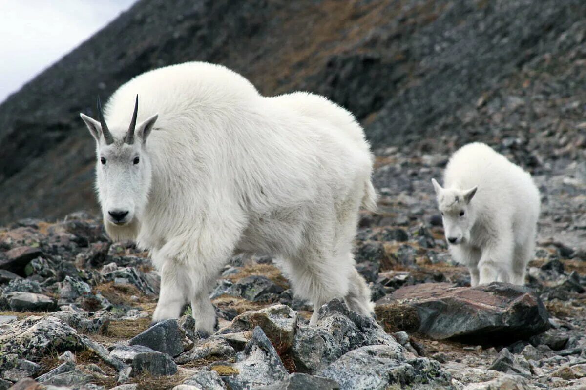 Горные козлы Аляски. Снежная коза Аляски. Пиренейский козёл. Снежная коза Северной Америки. Білий як