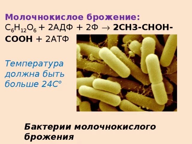 Молочнокислые бактерии при какой температуре. Бактерии молочнокислого брожения. Молочнокислые бактерии что сбраживают. Брожение микроорганизмов. Палочки молочнокислого брожения.