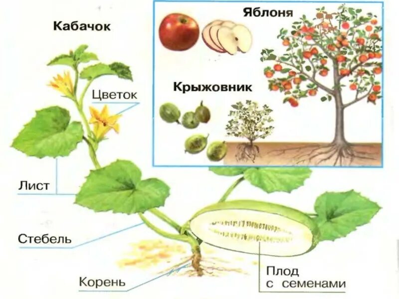 Что общего у разных растений. Окружающии мир 1 класс "что общего у разных растений?". Кабачок части растения. Общие части растений. Какие части ты видишь у растения