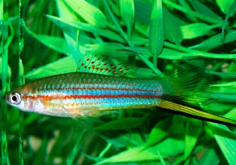 Зеленый меченосец фото Swordtail fish by Eakapote on Molly Tropical fish tanks, Tropical fish