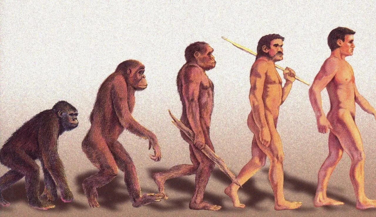 Эволюция Дарвин хомо сапиенс. Теория Дарвина австралопитек. Теория эволюции Дарвина. Теория Дарвина о эволюции человека. Человеческие люди рассказ
