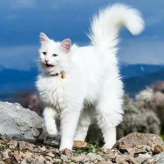 Van cat