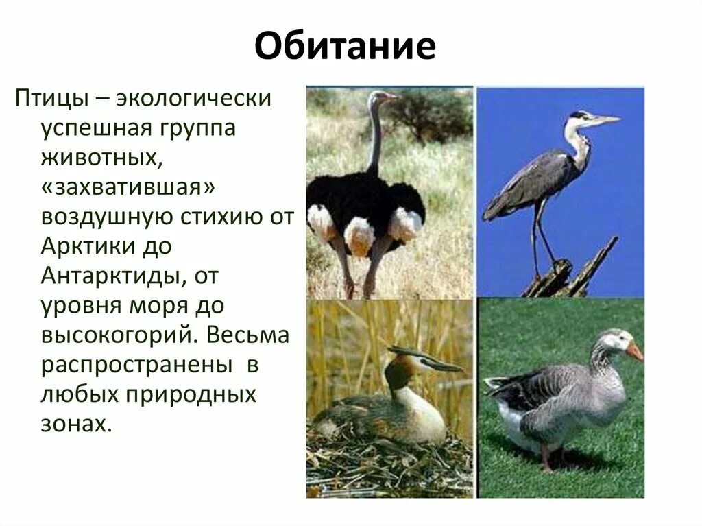 Приспособления к образу жизни птиц. Среда обитания птиц. Среда и места обитания птиц. Группа животных птицы. Класс птицы среда обитания.