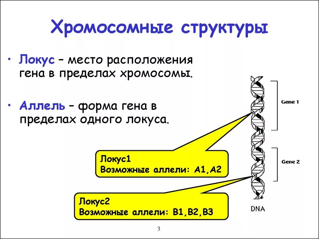 Местоположение генов в хромосоме. Локус и аллель. Локусы хромосом. Ген хромосома Локус. Аллельные гены Локус.