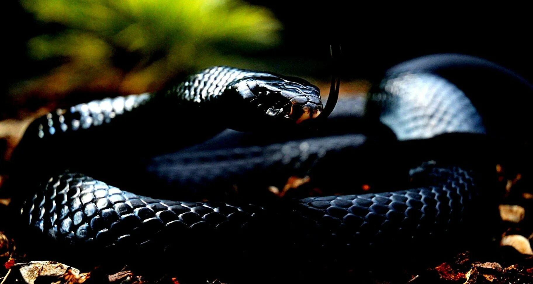 Скачай красивая кобра. Чёрная мамба змея. Черная змея с красными глазами. Обои на рабочий стол змеи. Земляная змея черная.