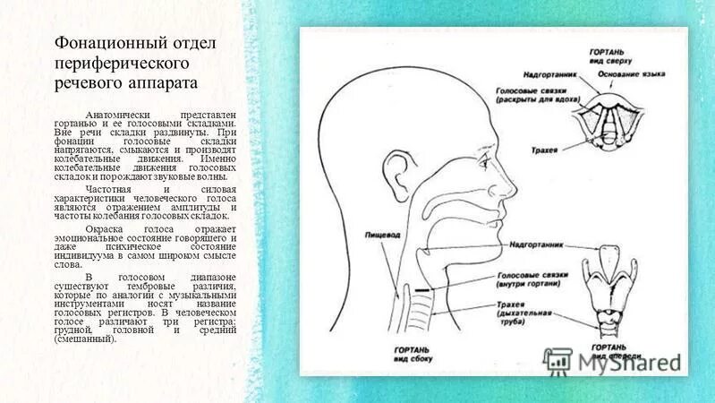 Отличить голос. Фонационный отдел периферического речевого аппарата. Строение центрального отдела речевого аппарата схема. Схема строения речевого аппарата логопедия. Голосовой речевой аппарат.