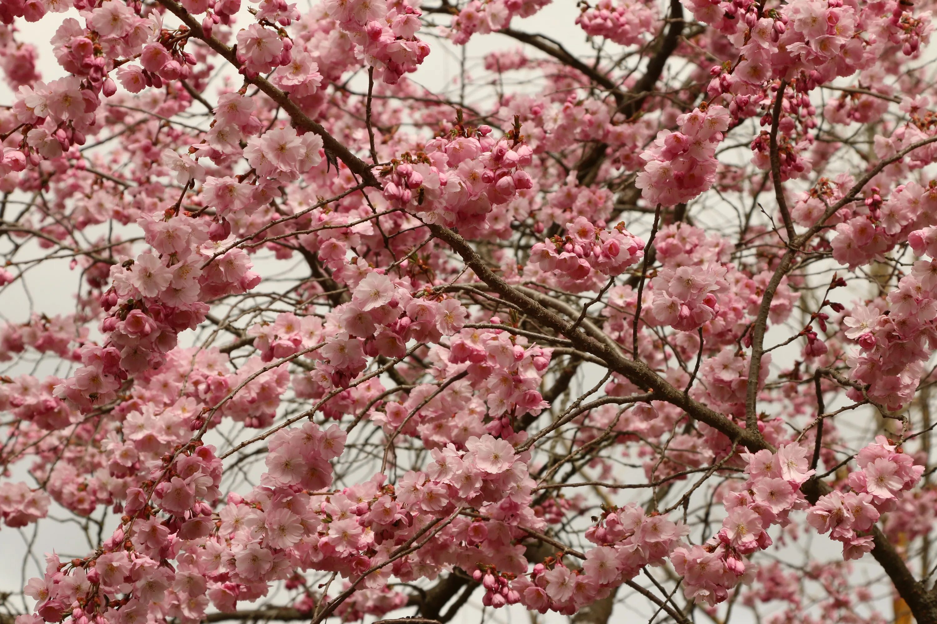 Розовая вишня букв. Pink черри блоссом дерево деревья. Вишня розовоцветущая. Вишня черри блоссом семена. Сакура Уральская вишня.