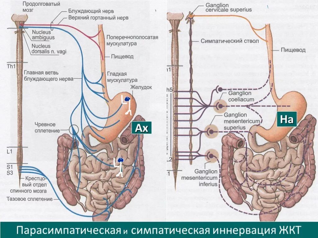 Блуждающий нерв парасимпатическая нервная. Парасимпатическая иннервация желудочно-кишечного тракта. Иннервация пищеварительной трубки анатомия. Схема вегетативной иннервации желудка. Симпатическая иннервация желудка схема.