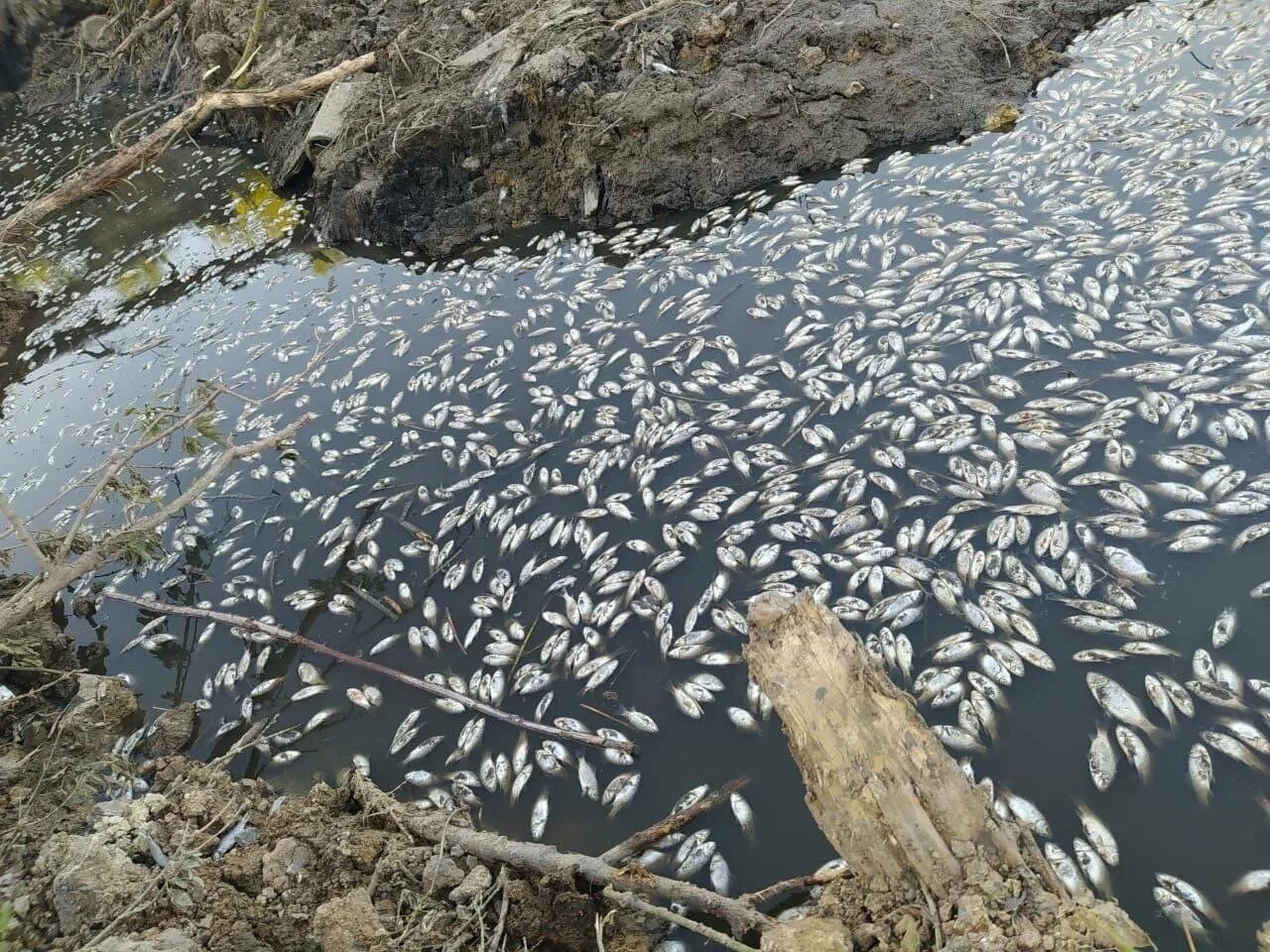 Замор рыбы. Погибшая рыба в водоемах. Рыбный водоем. Почему рыбы в пруду