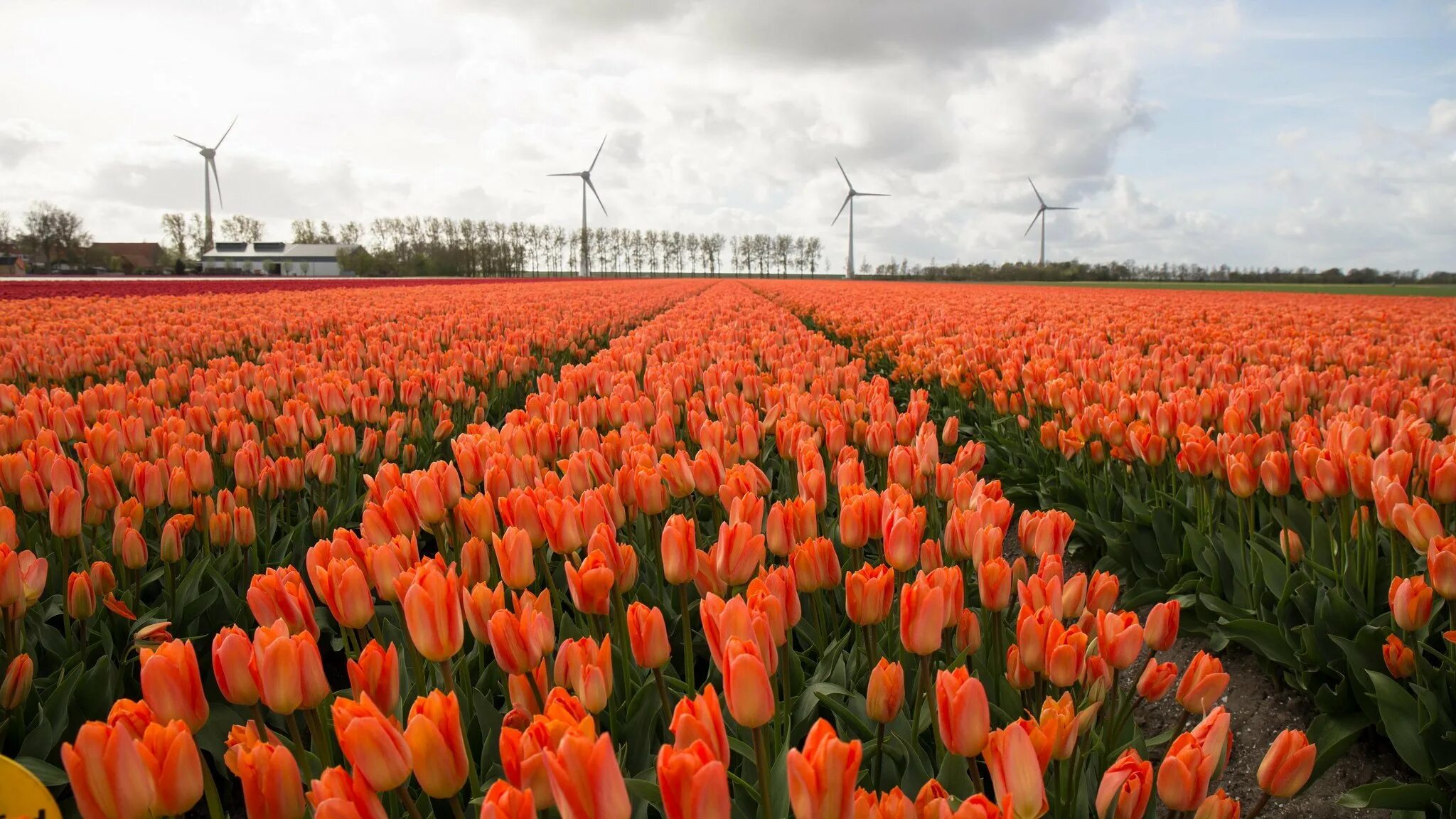 Где находится тюльпановое поле. Тюльпановые поля в Нидерландах. Родина тюльпанов Голландия. Тюльпан верфь Голландия. Тюльпановые ферма Нидерланды.