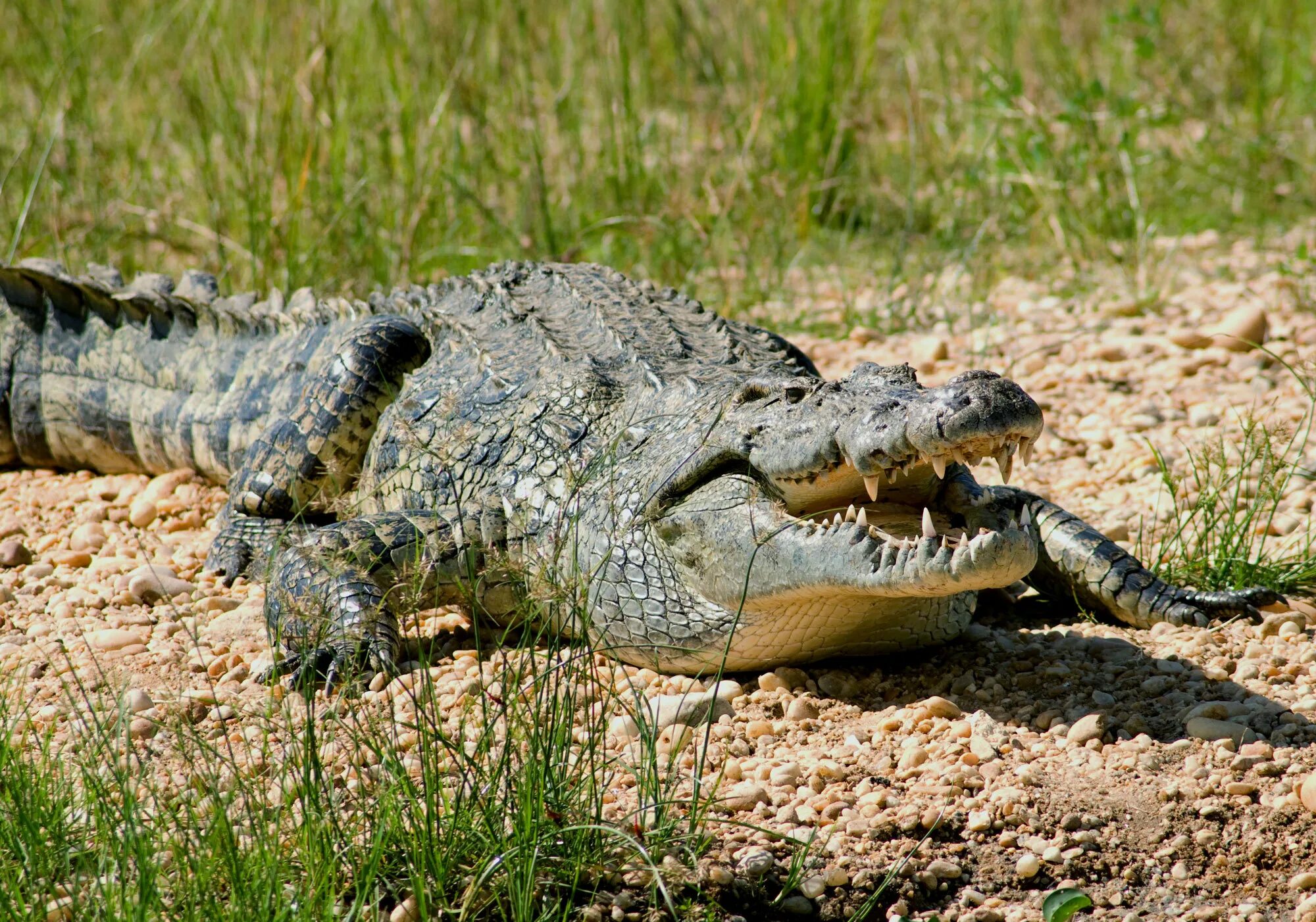 Крокодил живет в африке. Нильский крокодил. Африканский Нильский крокодил. Нильский Аллигатор. Нильский крокодил Crocodylus niloticus.