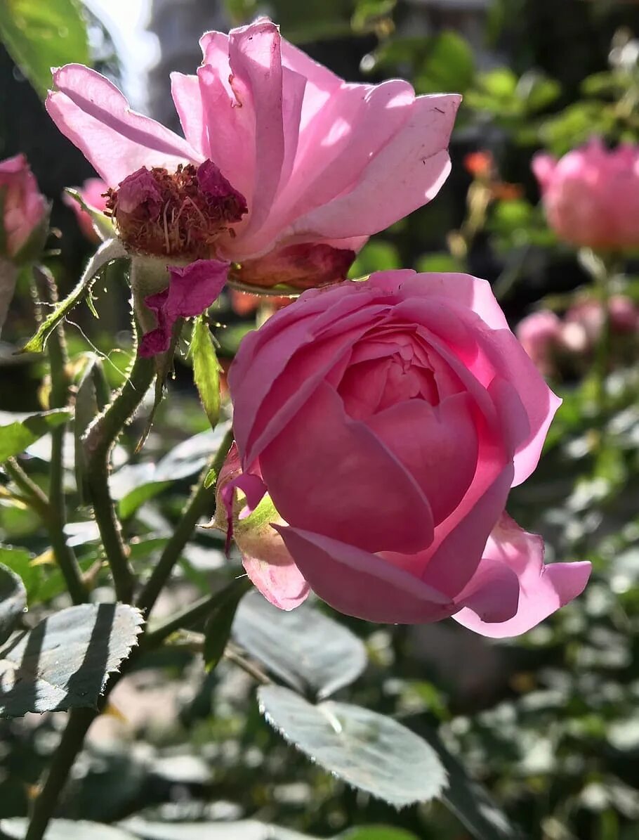 Розы на весну 2025 аромат роз. Розы на весну 2025 аромат роз. Духи eau fraiche rose. Розы на весну 2025 аромат роз. Розы на весну 2025 аромат роз.