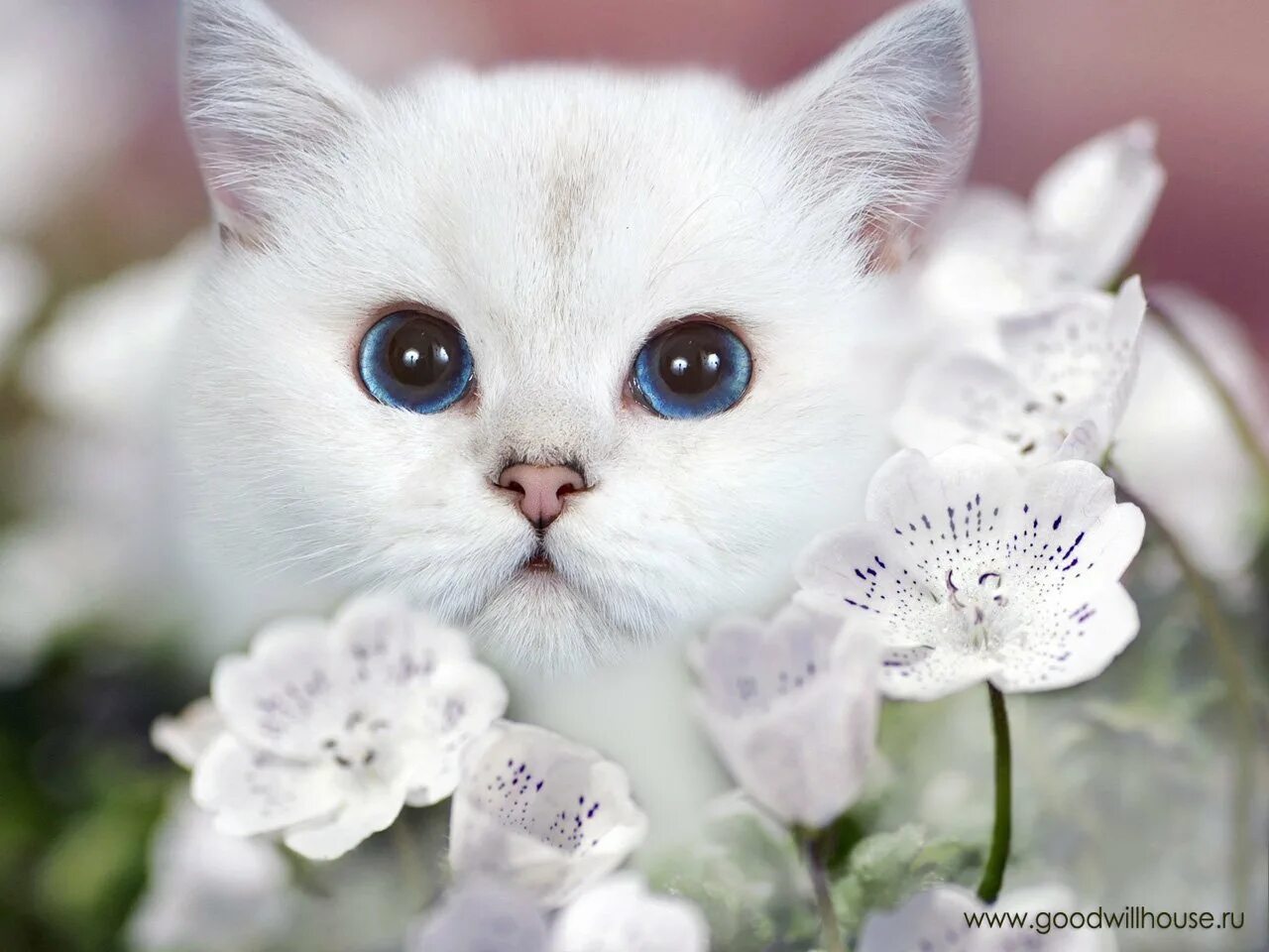 Красивые котята. Красивые кошки. Милые кошки. Красивая белая кошка. Белая киса