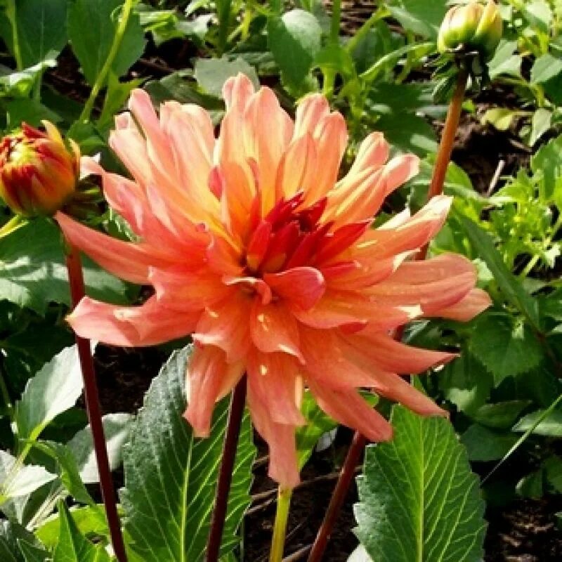 Георгин кактусовый бордюрный оранж пигми. Георгин оранж импэкт. Георгин оранж пигми. Георгин кактусовый бордюрный оранж пигми. Георгин оранж пигми.