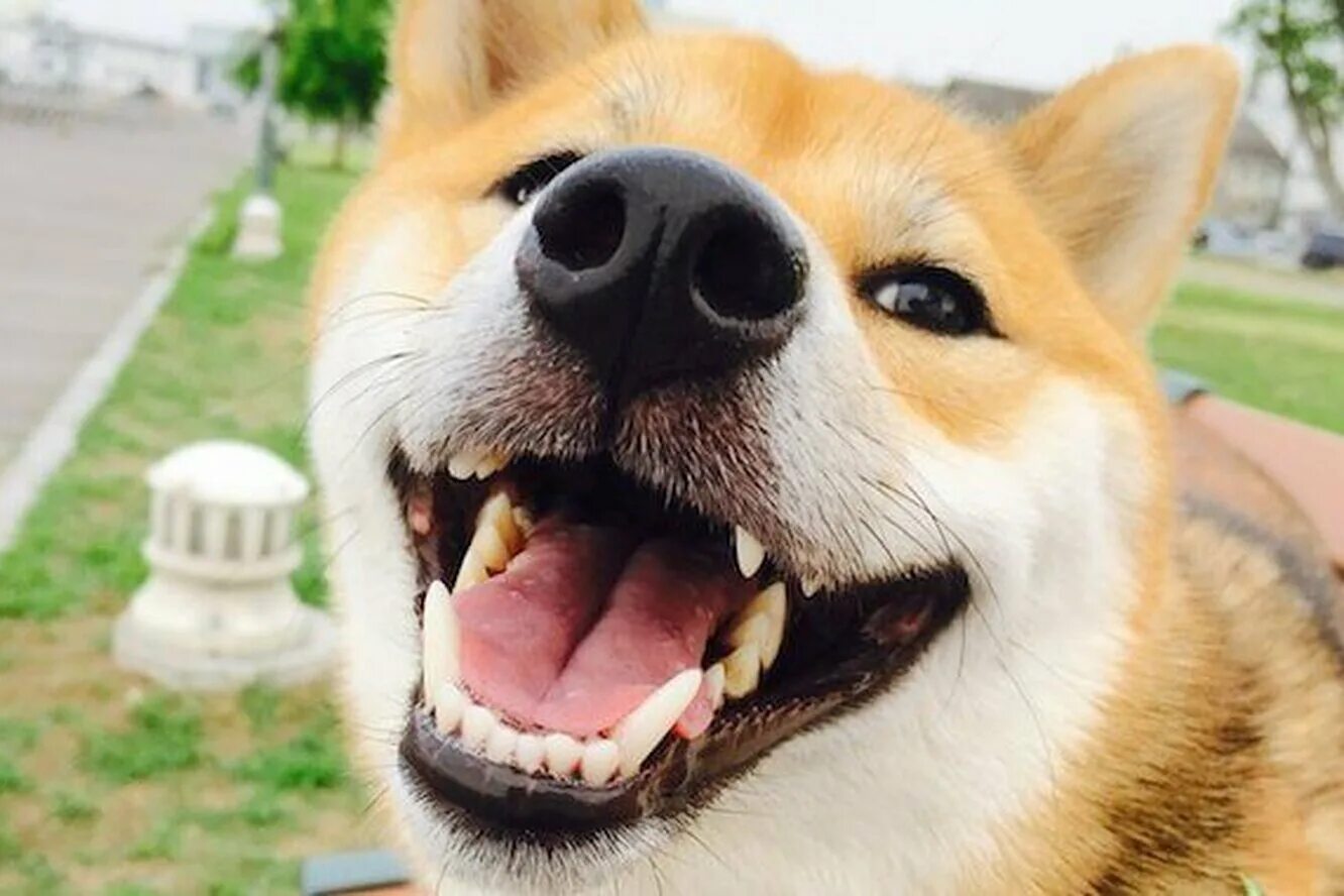 Собака улыбака. Пес улыбается. Собака с ухмылкой. Рыжая собака дворняга. Собака улыбка.