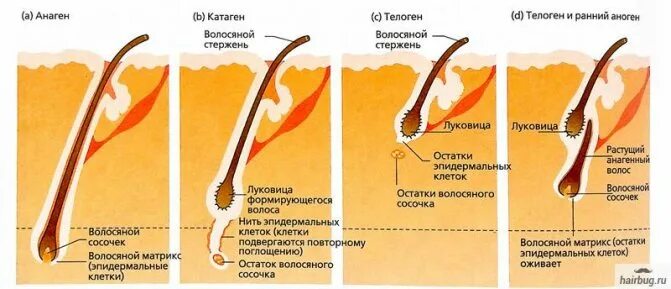 Помогает Ли Сперма В Росте Волос