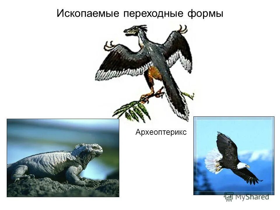 ископаемые проходные формы. переходные формы организмов. ихтиостега это ископаемая переходная форма. ископаемые переходные формы. окаменелости переходных форм.
