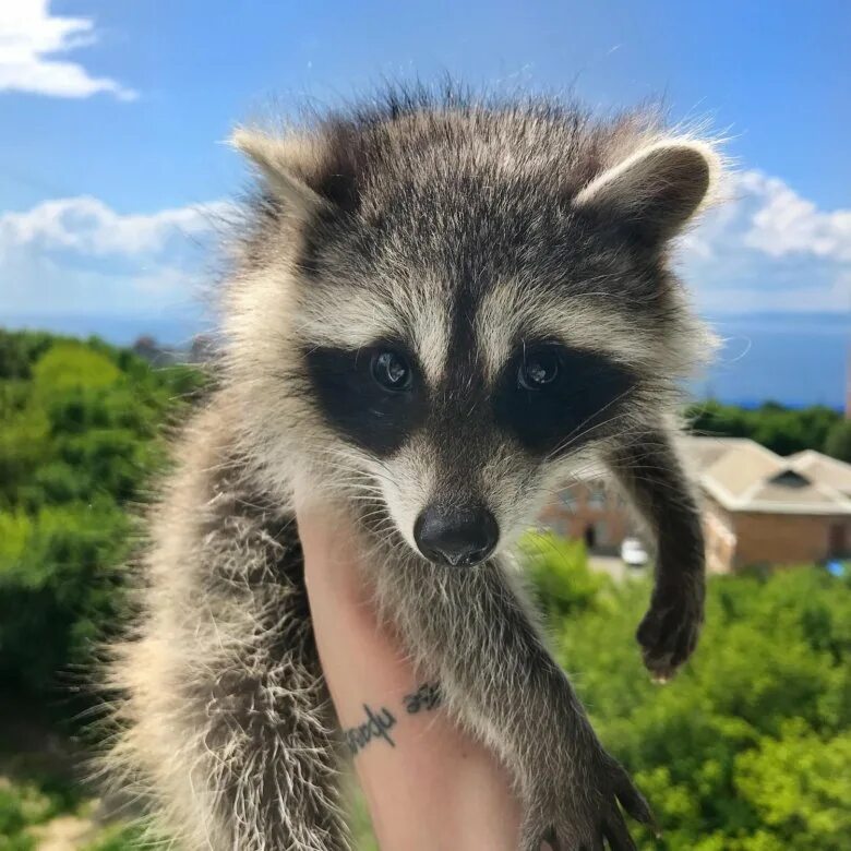 Дом енотов в екатеринбурге. Енот полоскун домашний. Сколько рублей стоит енот. Еноты в тамбове. Енот (мини).