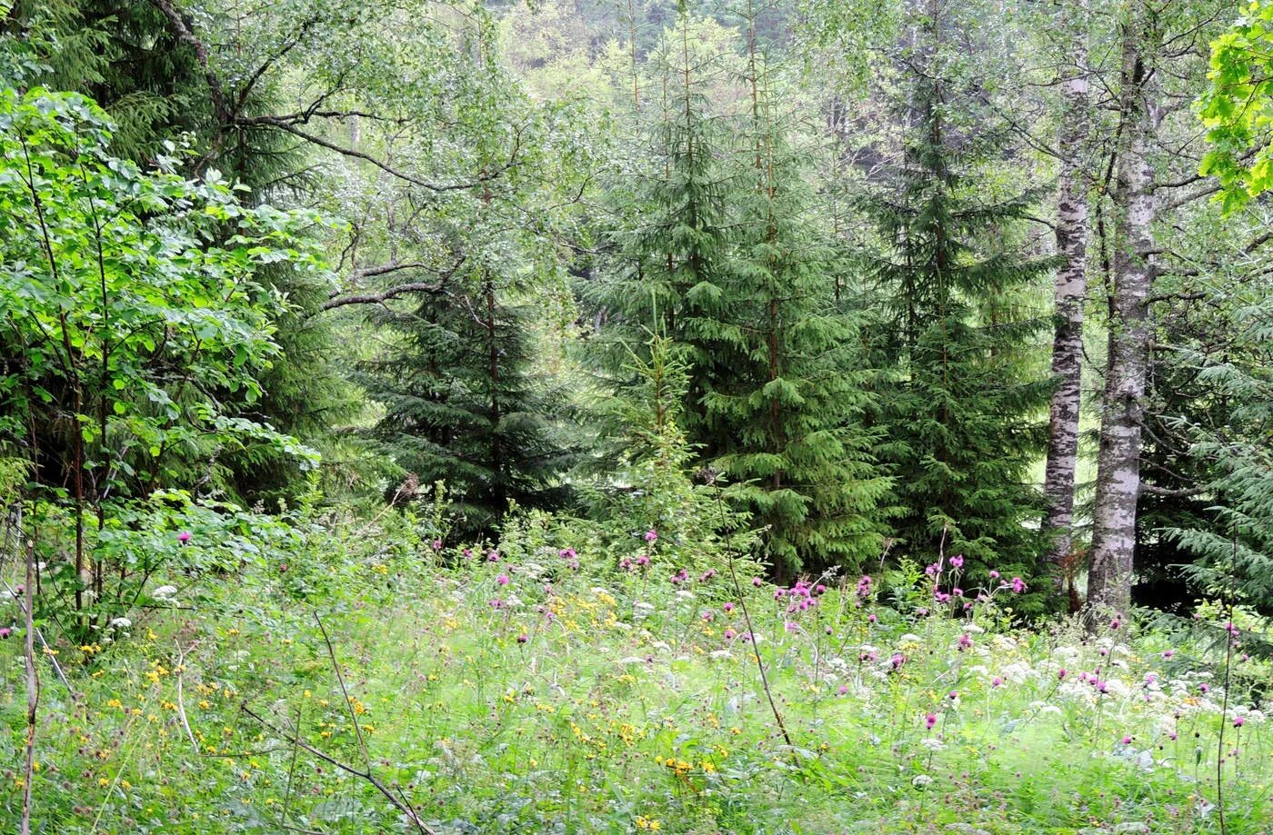 Смешанный Уральский лес опушка. Темнохвойная Пихтовая Тайга Сибирь. Хвойно-широколиственный лес. Елово широколиственный лес.
