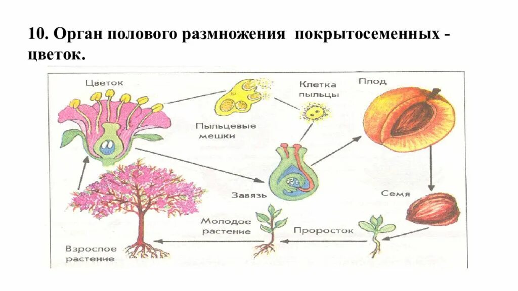 Образование семян покрытосеменных. Схема полового размножения цветковых растений. Размножение покрытосеменных растений схема. Схема полового размножения покрытосеменных растений. Половое размножение покрытосеменных растений схема.