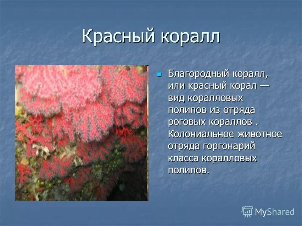 коралловые рифы сообщение. как пишется слово коралловый. значение слова кораллы. как пишется слово коралловый. сообщение о кораллах по биологии.