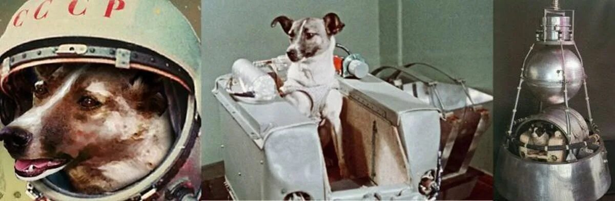 Спутник это друг человека. Первая собака космонавт лайка. Лайка 1957. Собака лайка в космосе 1957. Собачка лайка в 1957 году на космическом аппарате Спутник 2.