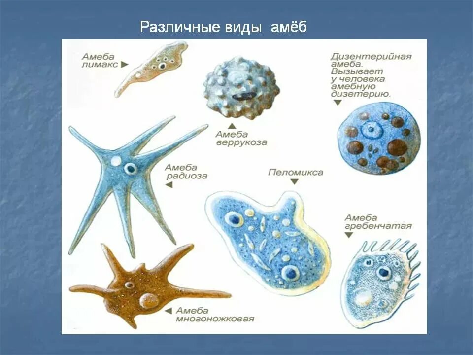 Тип простейшие класс Саркодовые дизентерийная амеба. Свободноживущие Саркодовые представители. Тип одноклеточных амеба. Представители типа амебы. Отличие одноклеточных от бактерий