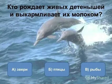 Какие животные выкармливают детенышей молоком