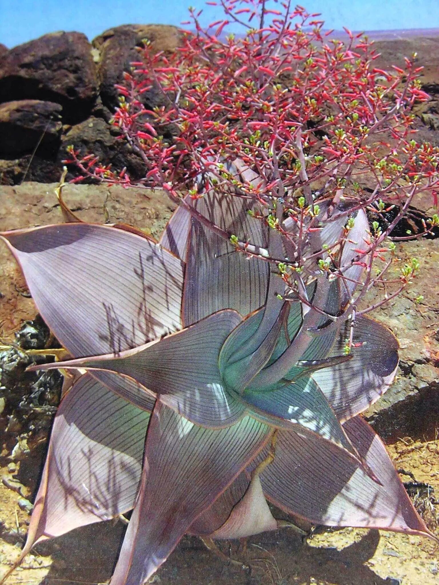 Невероятные цветы. Aloe karasbergensis. Алоэ karasbergensis. Алоэ Вариегата пестрое. Суккулентные растения ЮАР экзотика.