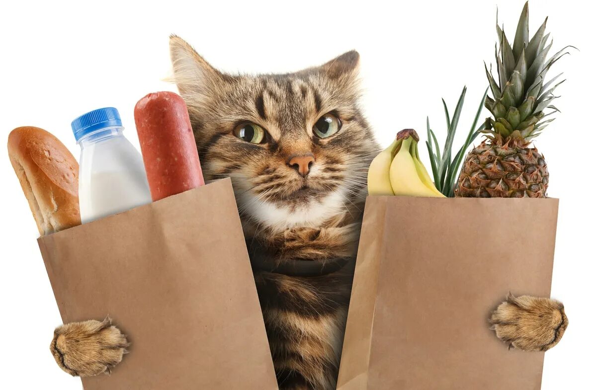 Котик с одеждой и едой. Mofu sand котики. Блюда в кошачьем стиле. Котик с одеждой и едой. Котик с одеждой и едой.