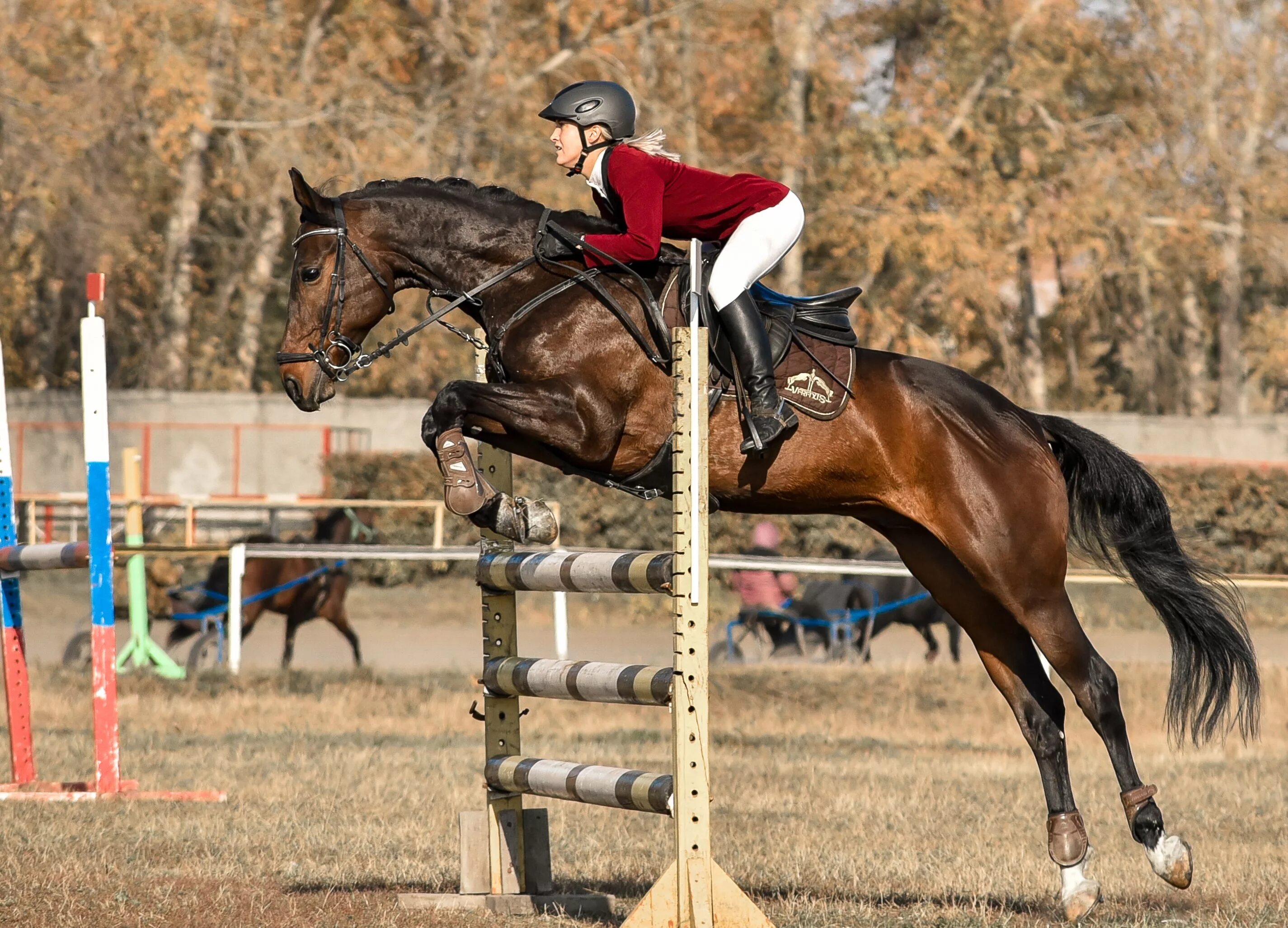 Sports horse. Троеборье соревнования конный спорт. Конный спорт конюшня. Сборная России по конному спорту конкур.