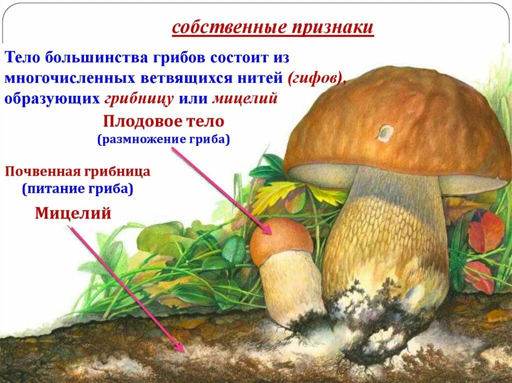 Тело гриба состоит из ответ. Из чего состоит гриб. Грибы образующие плодовые тела. Тело грибов состоит из. Царство грибы.
