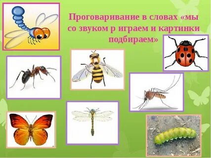 Звуки насекомых