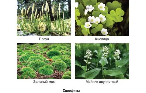 Сциофиты примеры