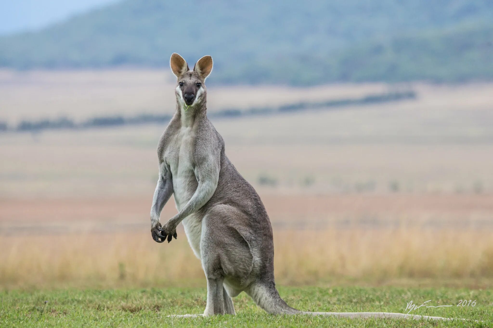 Большой рыжий кенгуру. Кенгуру в ошейнике. Кенгуру в зоопарке. Кенгуру в озере. Одним из известных потомков современных кенгуру.